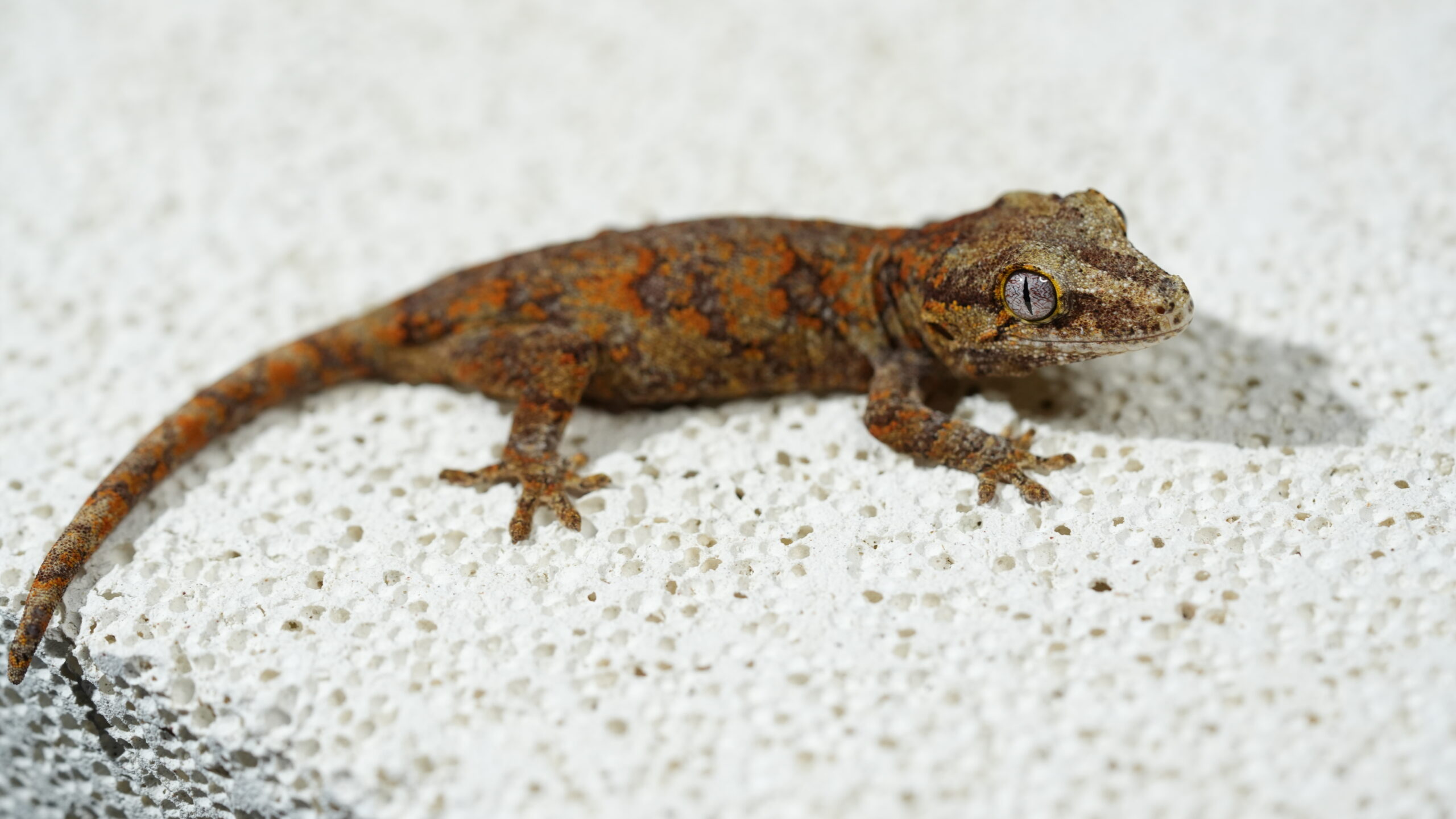 003 蓋勾亞:圖片 6