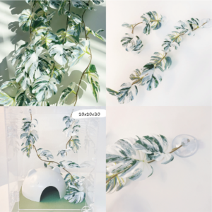 吸盤白斑龜背芋