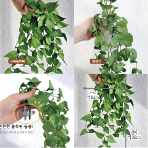 吸盤心葉蔓綠絨/銀蓮花